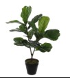 Ficus Lurata in Pot Groen